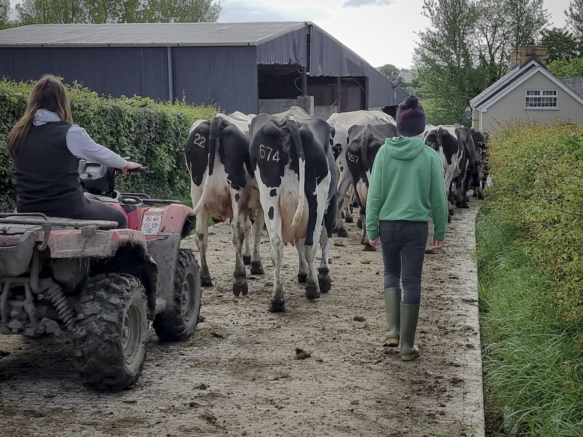 Corina and her young cousin Michael bring in the farm’s pedigree Holstein herd for evening milking.